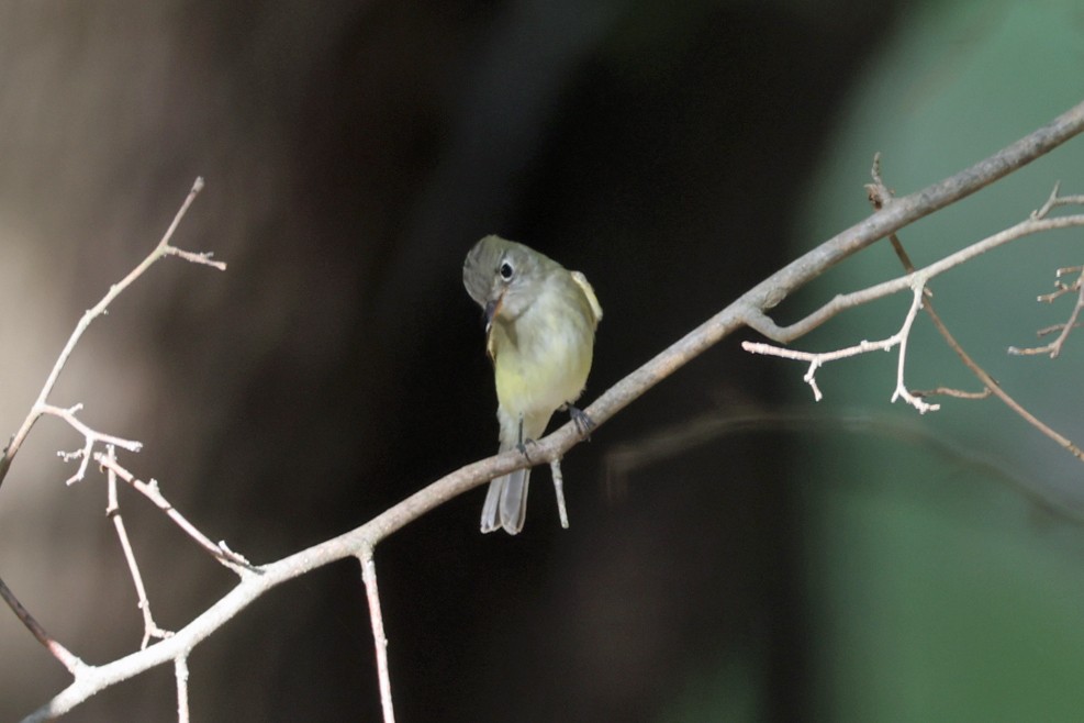 new world flycatcher sp. - ML642448740