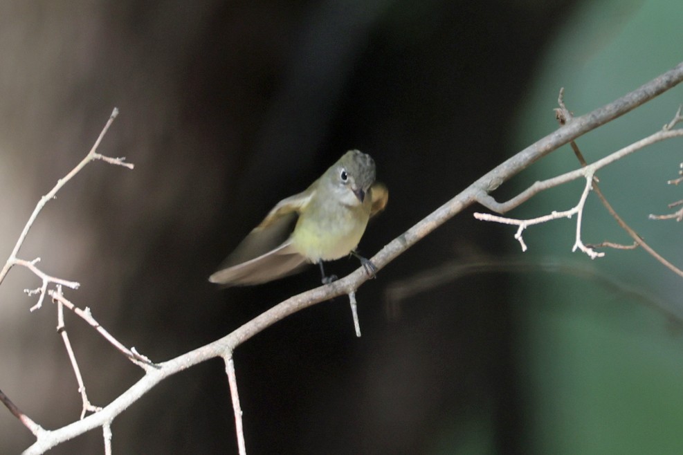 new world flycatcher sp. - ML642448741