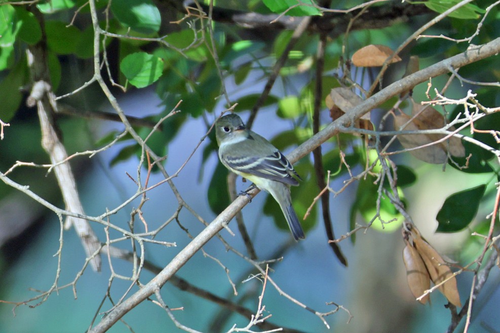 new world flycatcher sp. - ML642448742