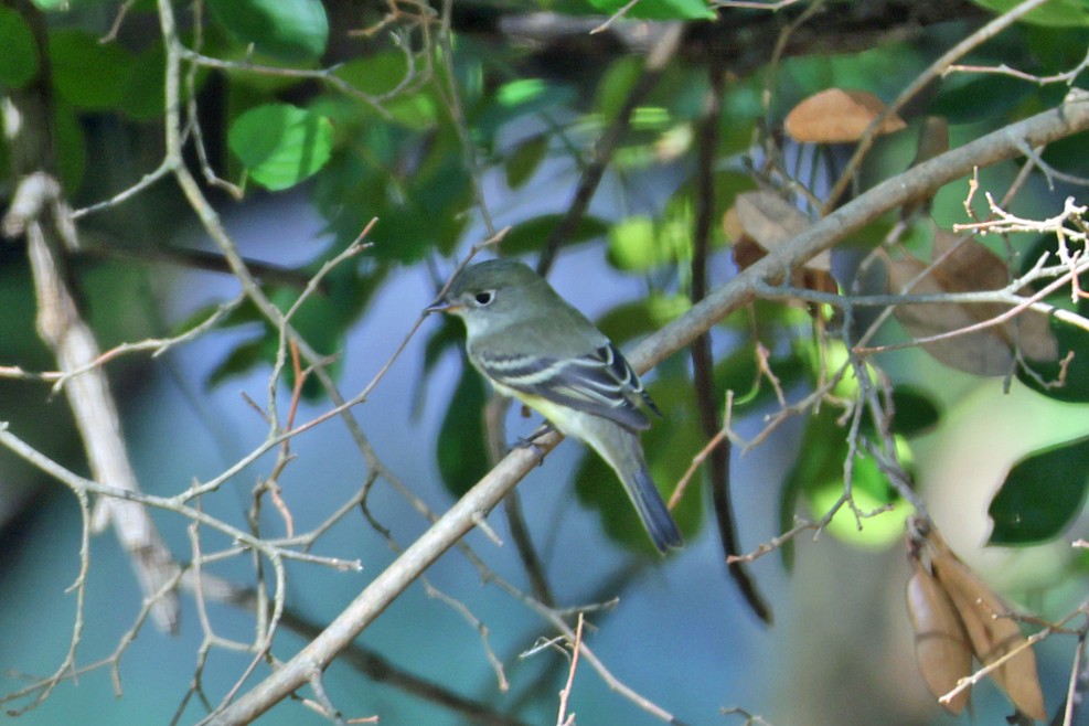 new world flycatcher sp. - ML642448743