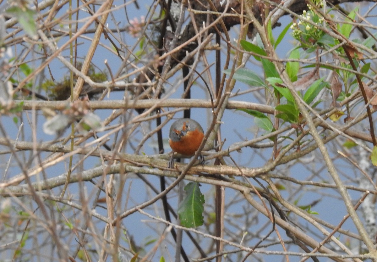 Rusty-browed Warbling Finch - ML642448753
