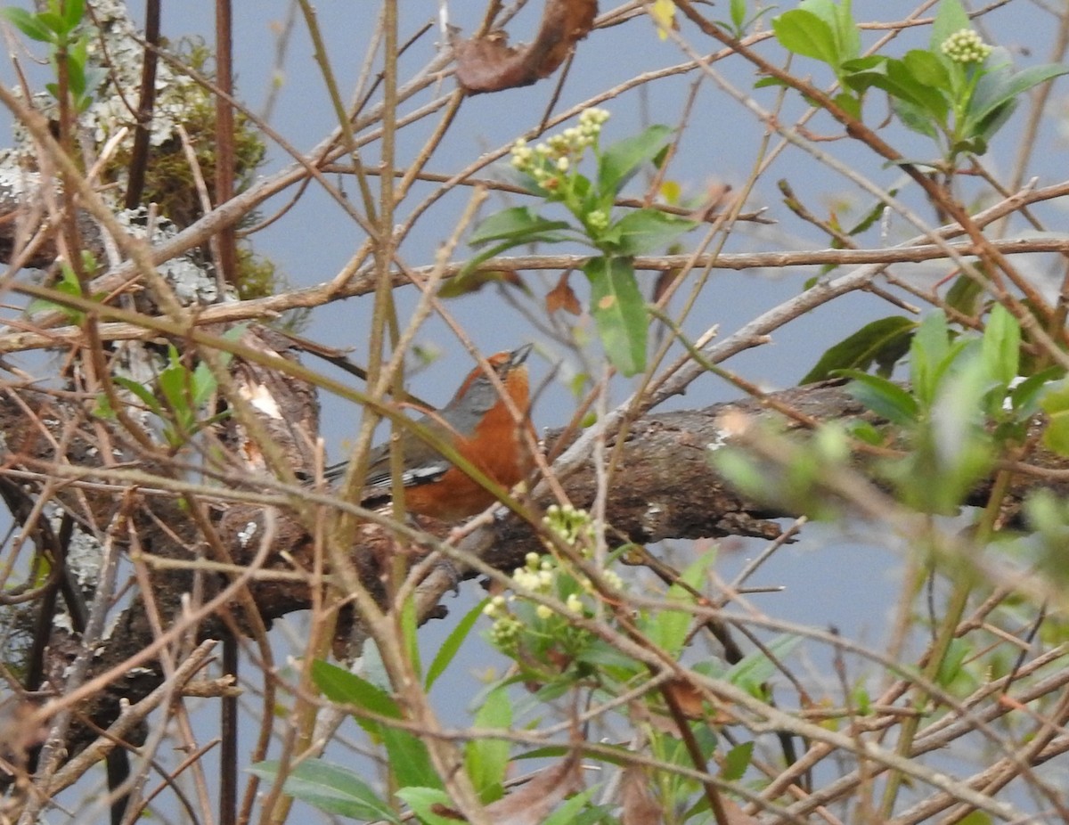 Rusty-browed Warbling Finch - ML642448754