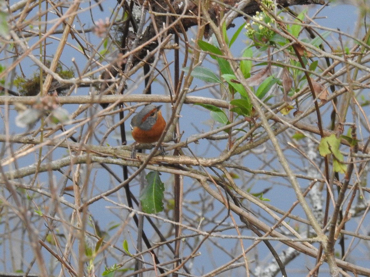 Rusty-browed Warbling Finch - ML642448755