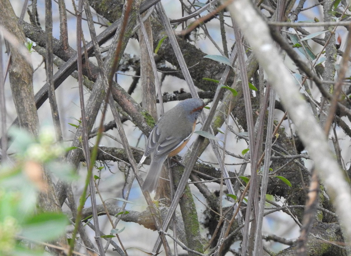 Rusty-browed Warbling Finch - ML642448756