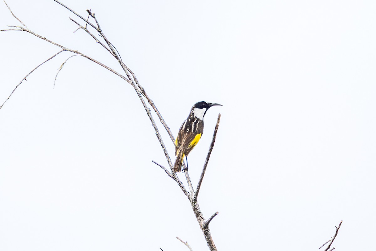 White-cheeked Honeyeater - ML642448784