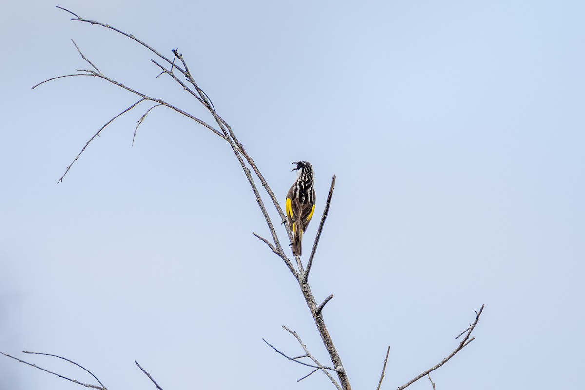 White-cheeked Honeyeater - ML642448785