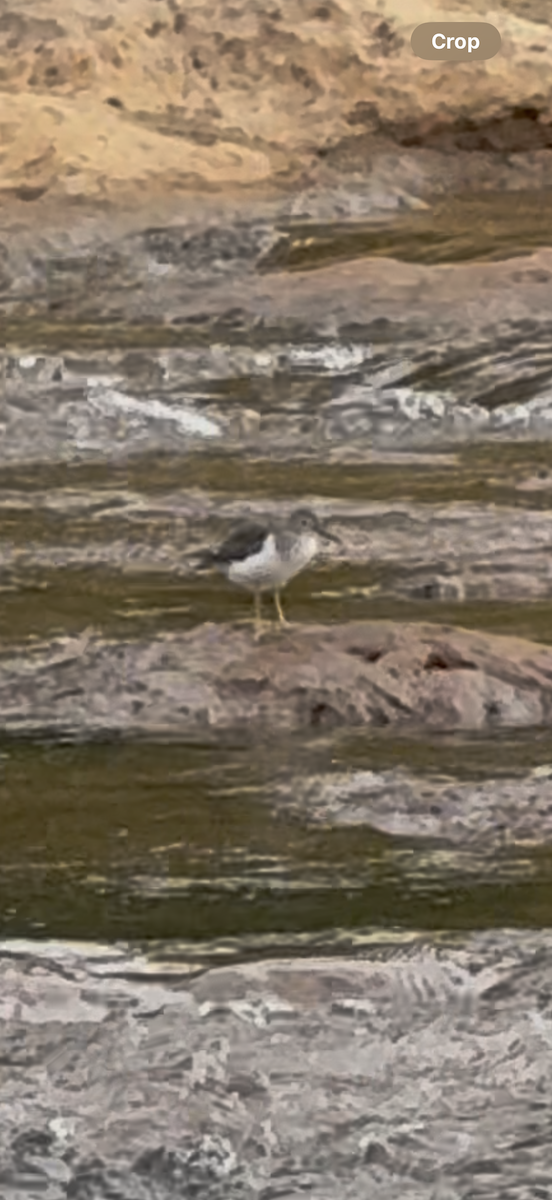 Spotted Sandpiper - ML642448805