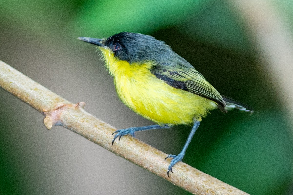 Common Tody-Flycatcher - ML642448831