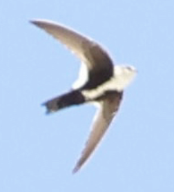White-throated Swift - ML642448833