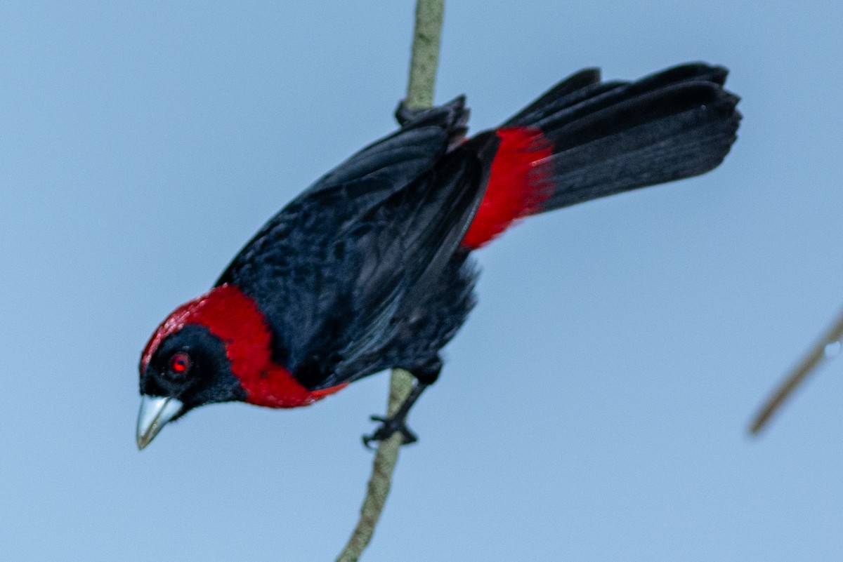 Crimson-collared Tanager - ML642448839
