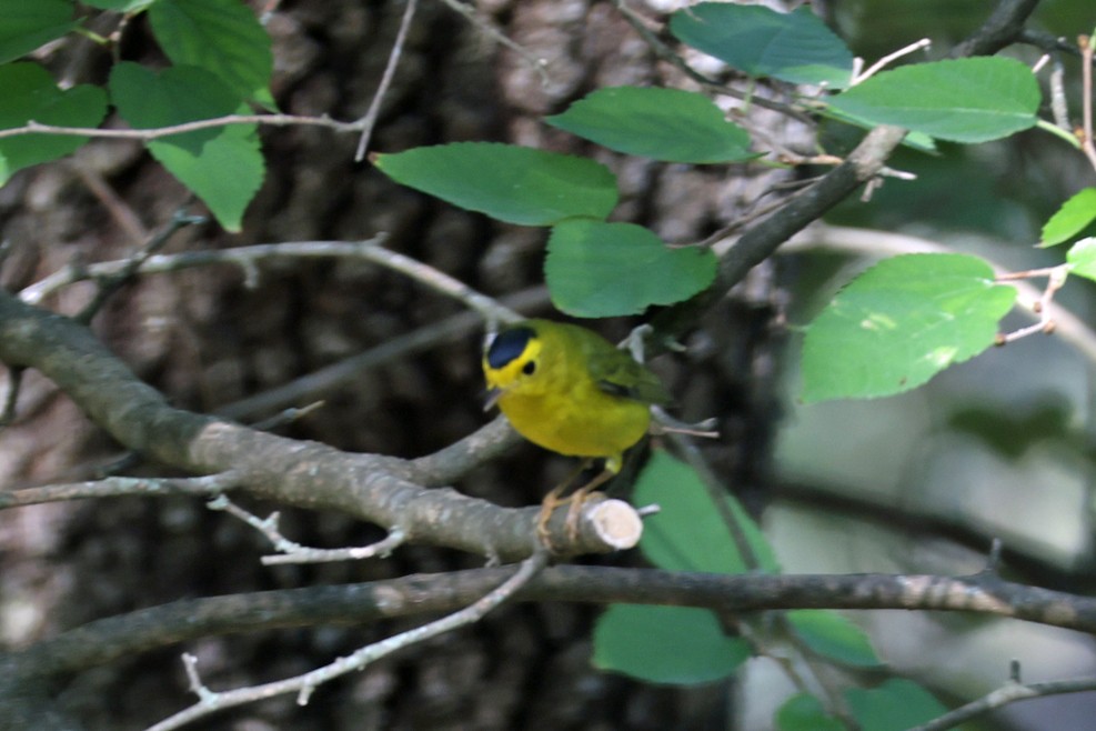 Wilson's Warbler - ML642448845