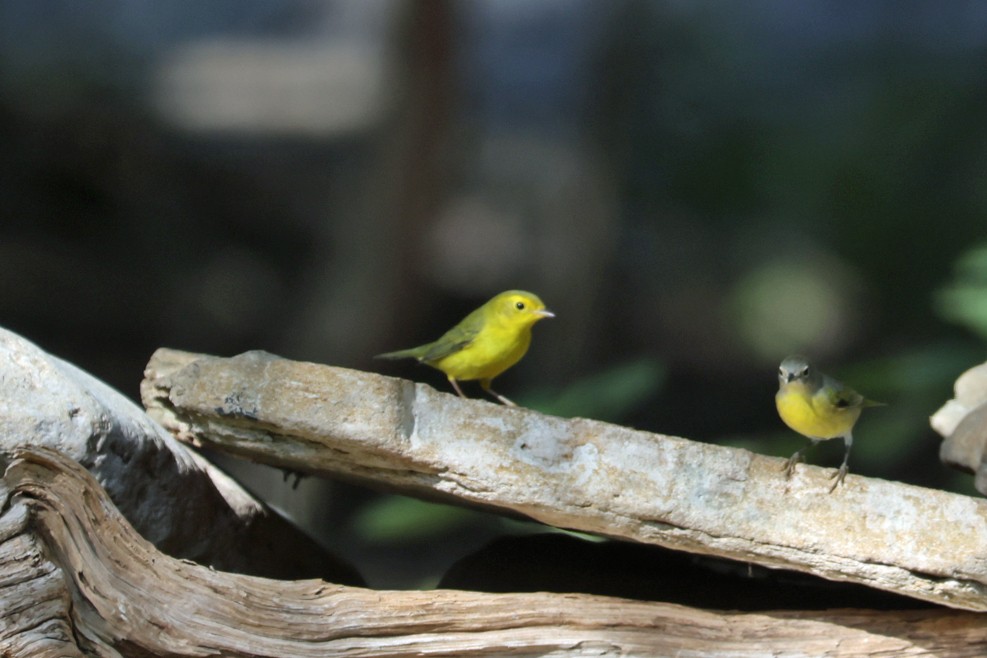 Wilson's Warbler - ML642448846