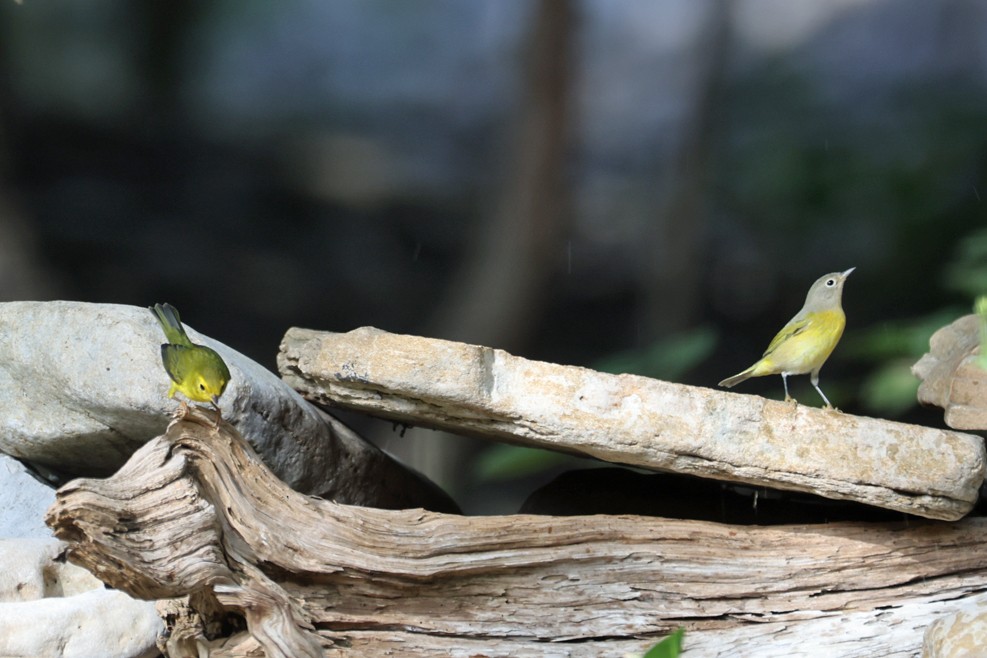 Wilson's Warbler - ML642448847