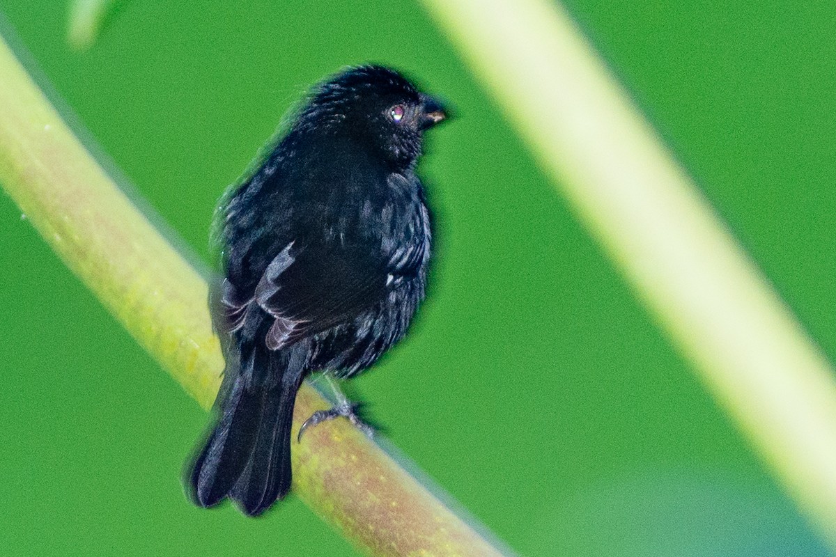 Variable Seedeater - ML642448858