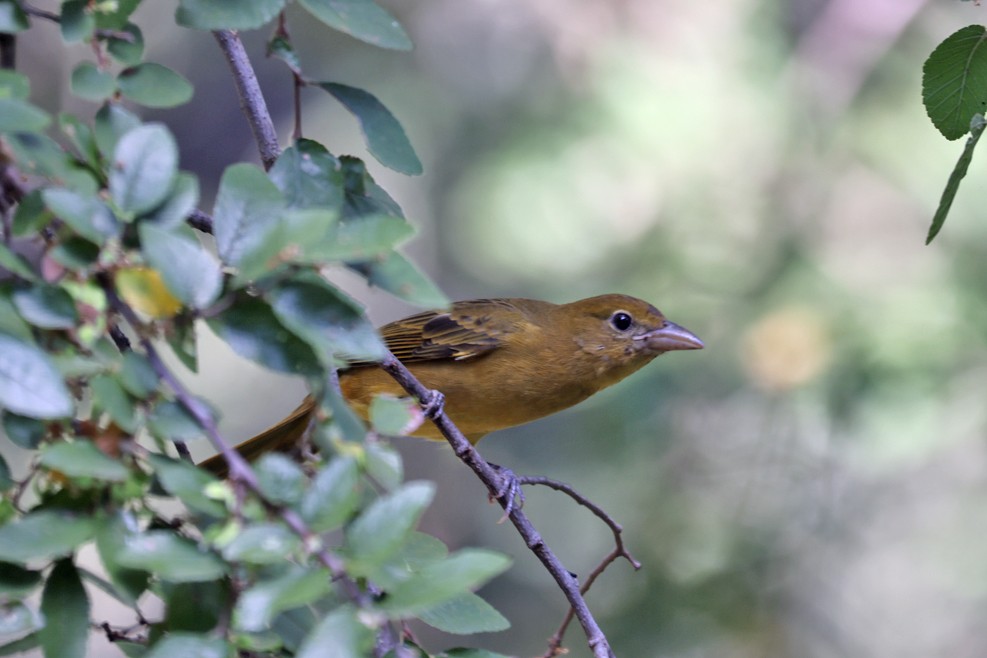 Summer Tanager - ML642448861