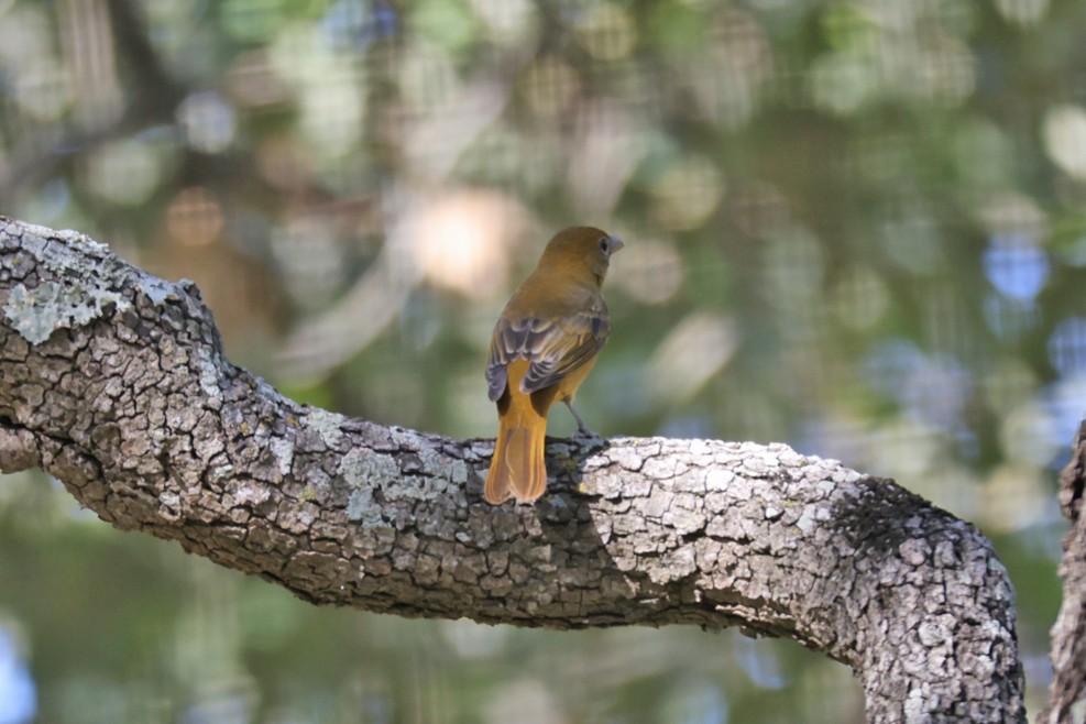 Summer Tanager - ML642448862