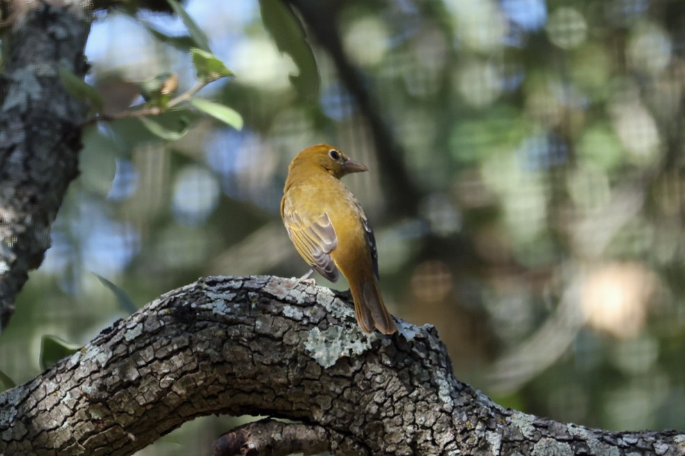Summer Tanager - ML642448863