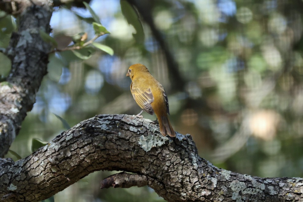 Summer Tanager - ML642448864