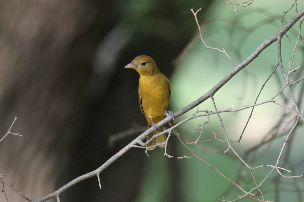 Summer Tanager - ML642448865
