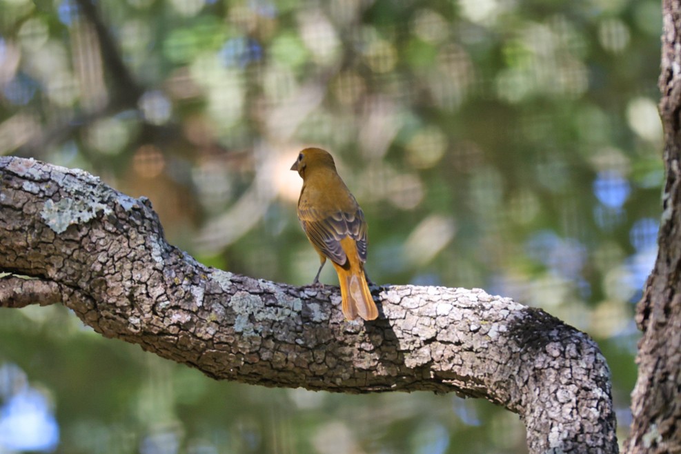 Summer Tanager - ML642448866