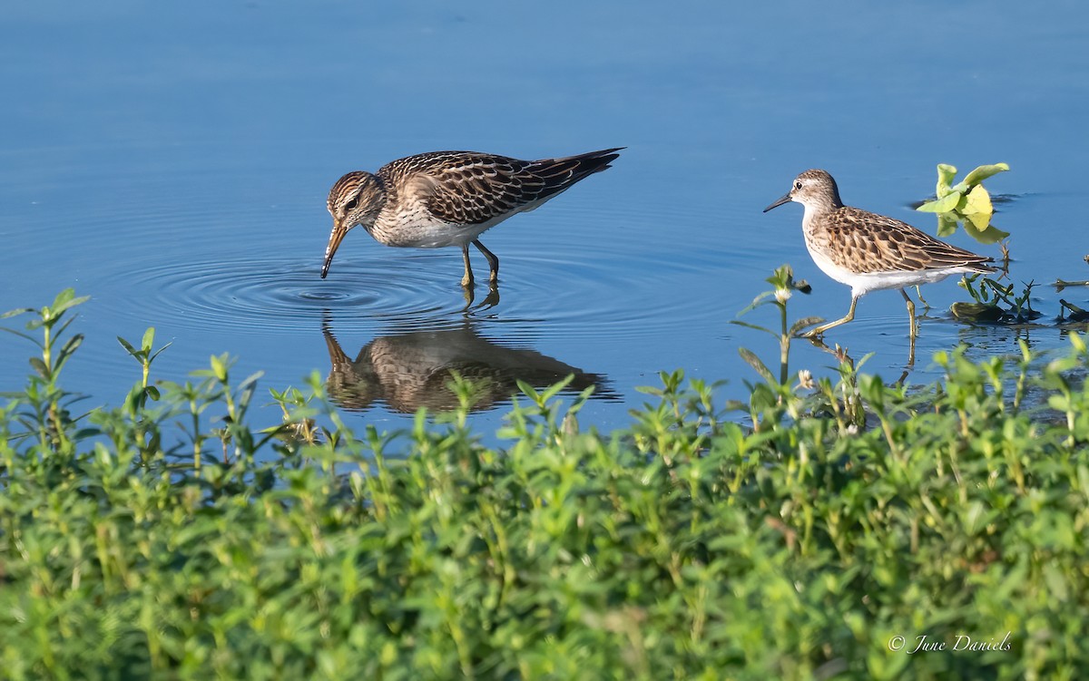Least Sandpiper - ML642448893