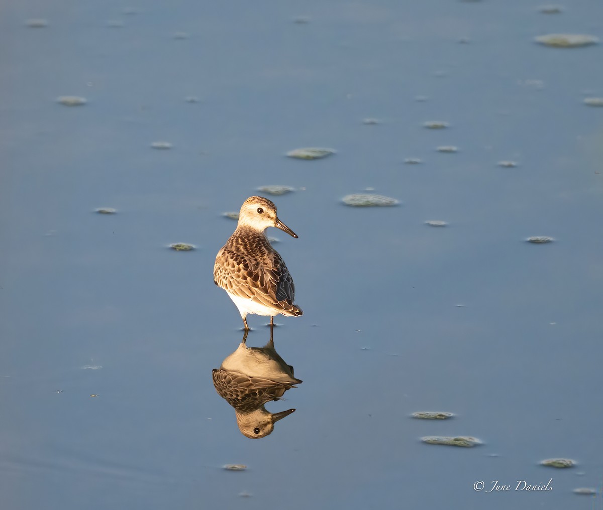 Least Sandpiper - ML642448894