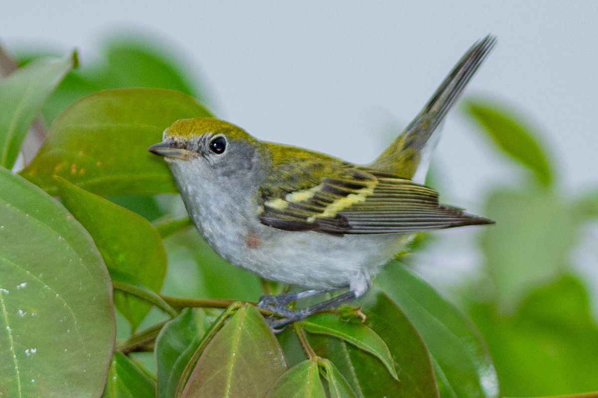 Chestnut-sided Warbler - ML642448895