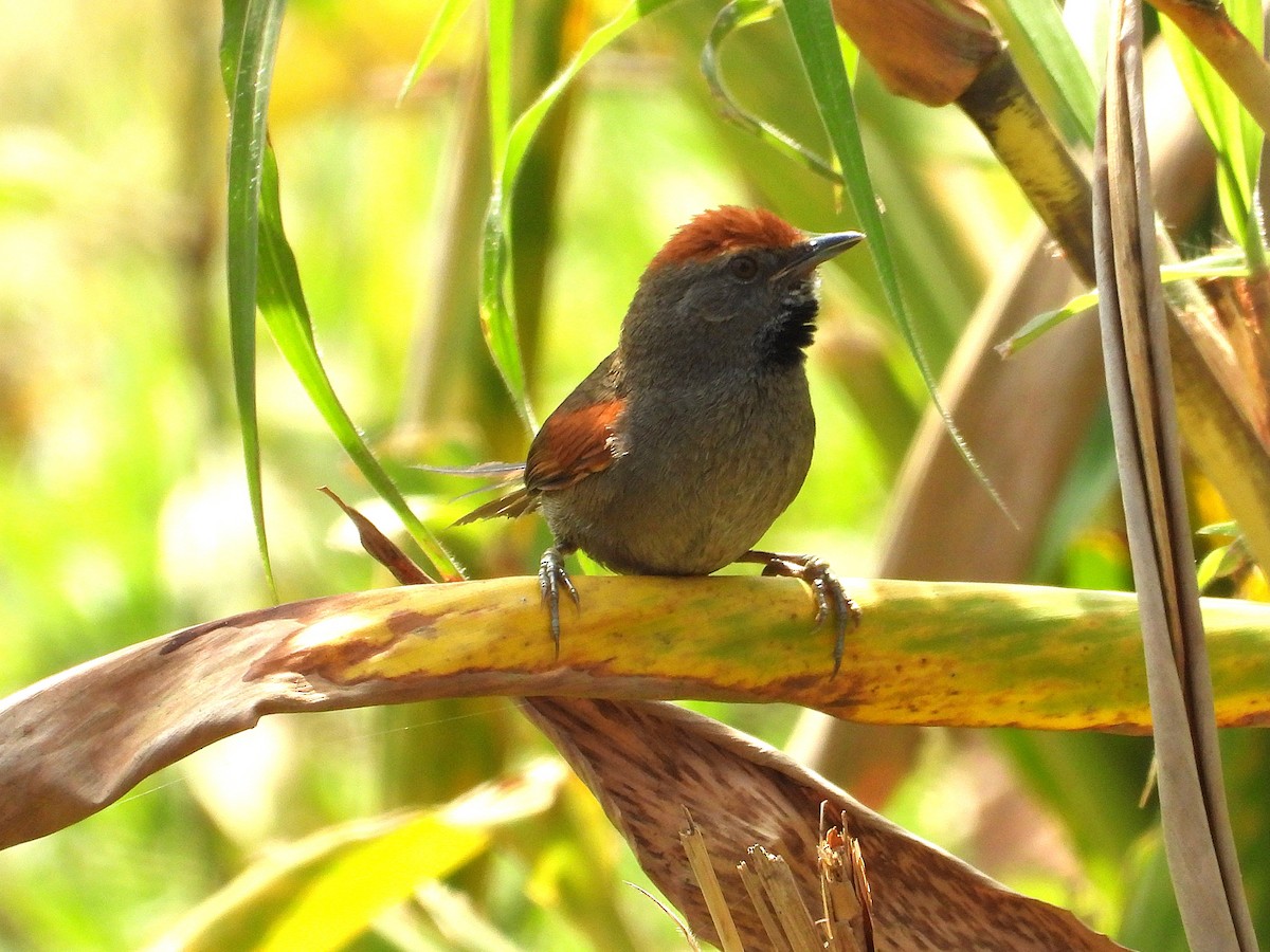 Spix's Spinetail - ML642448905