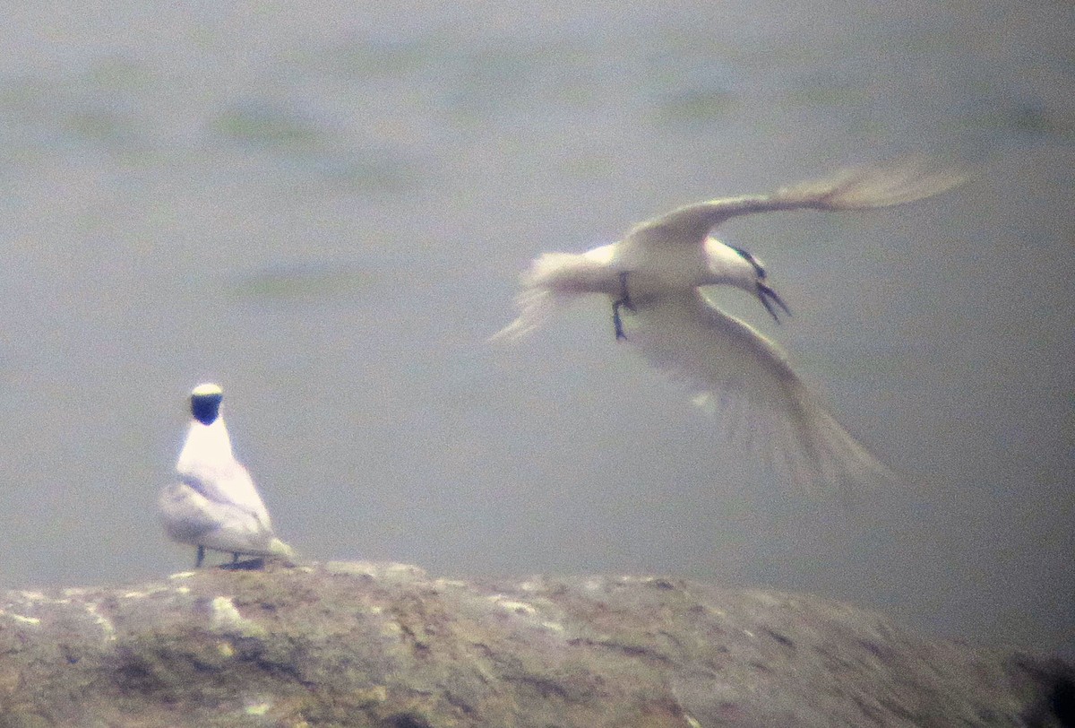 Black-naped Tern - ML642448934
