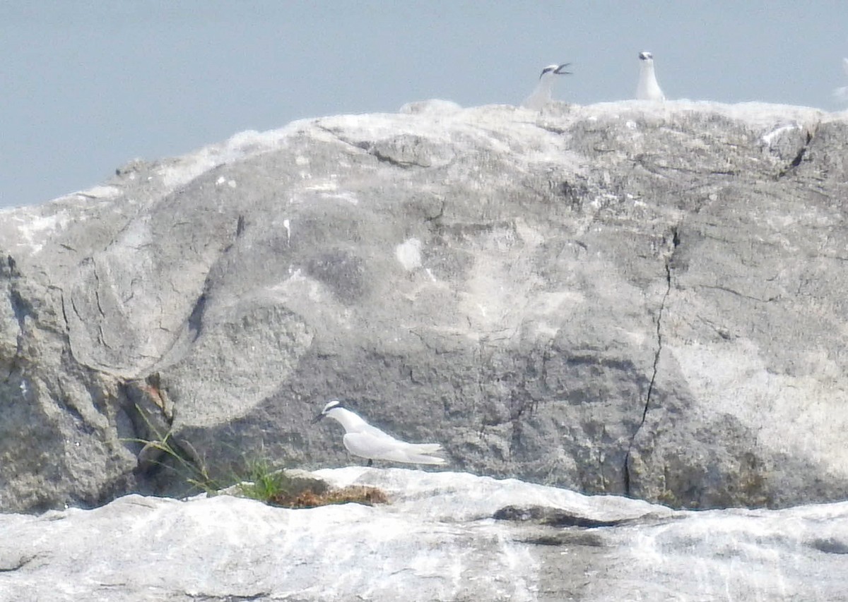Black-naped Tern - ML642448936