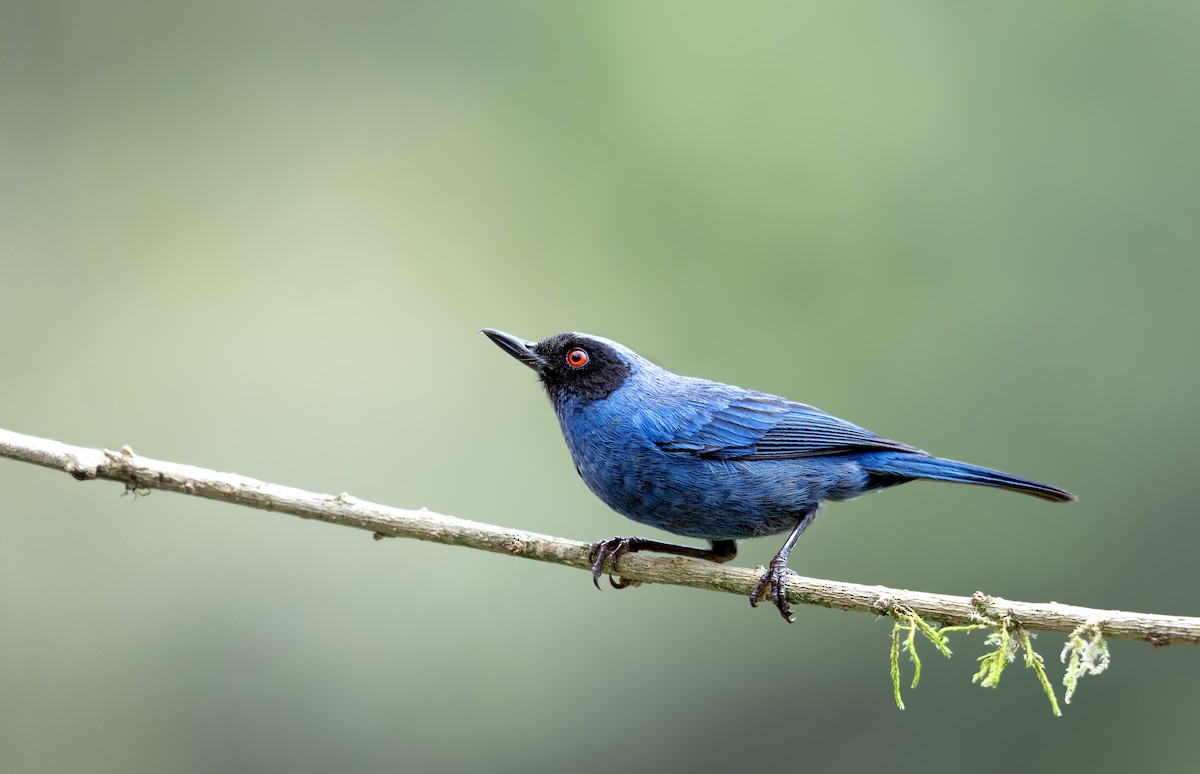 Masked Flowerpiercer - ML642448937
