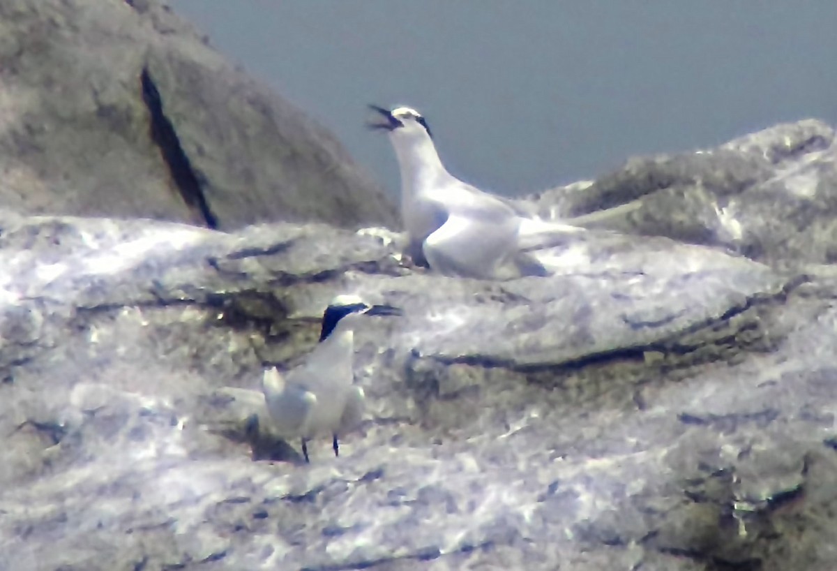 Black-naped Tern - ML642448938