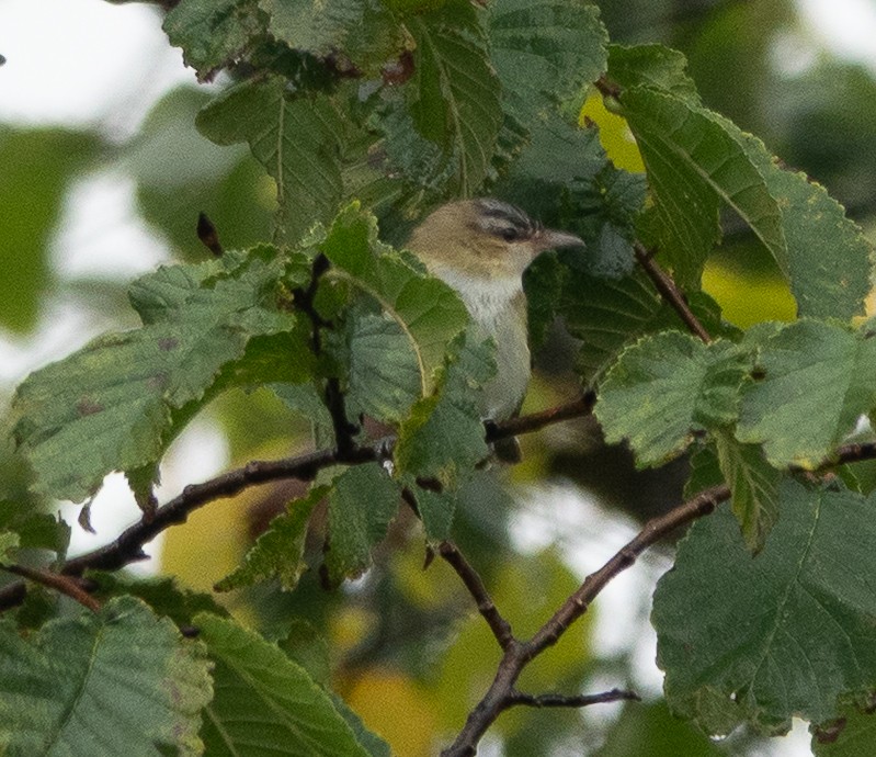 Red-eyed Vireo - ML642448940