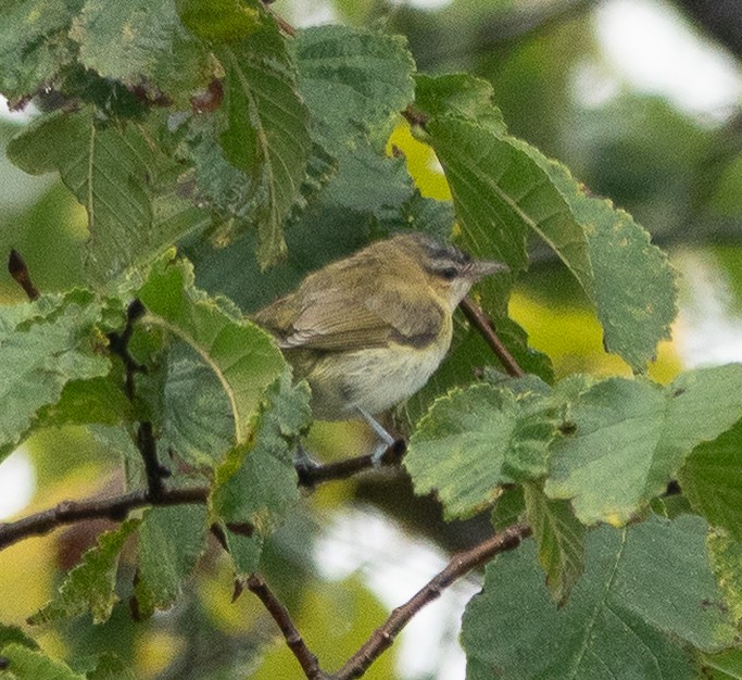 Red-eyed Vireo - ML642448941