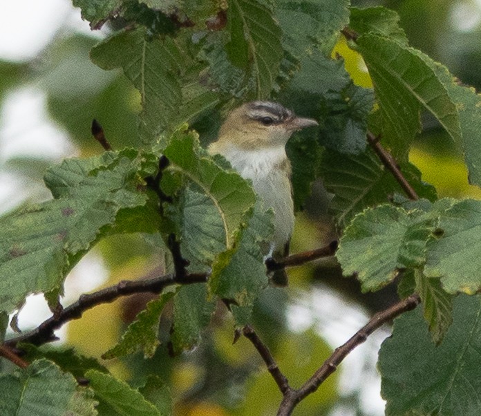 Red-eyed Vireo - ML642448942