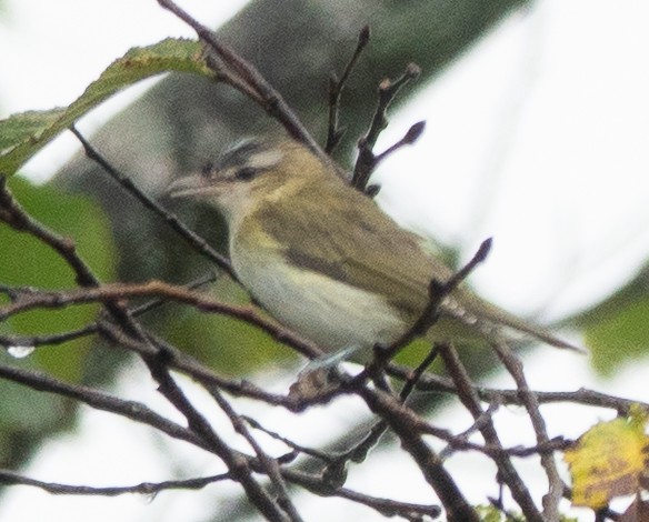 Red-eyed Vireo - ML642448943