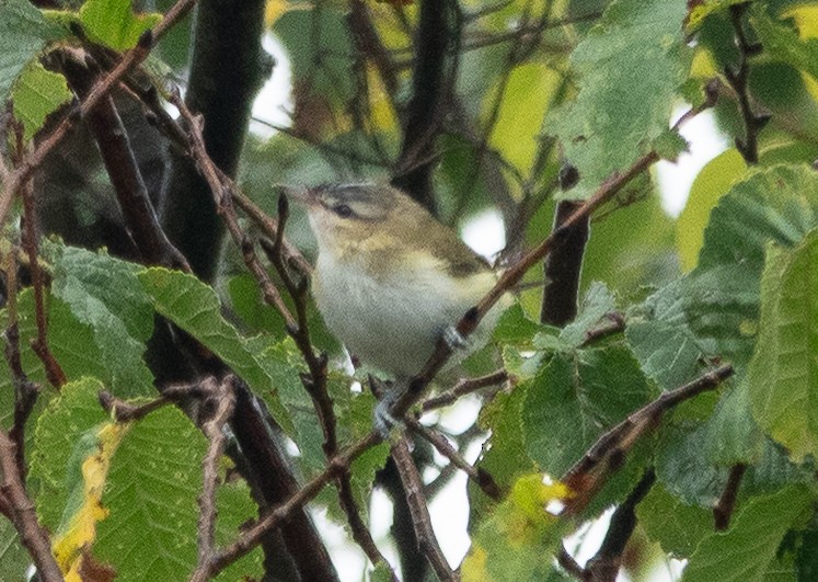 Red-eyed Vireo - ML642448944