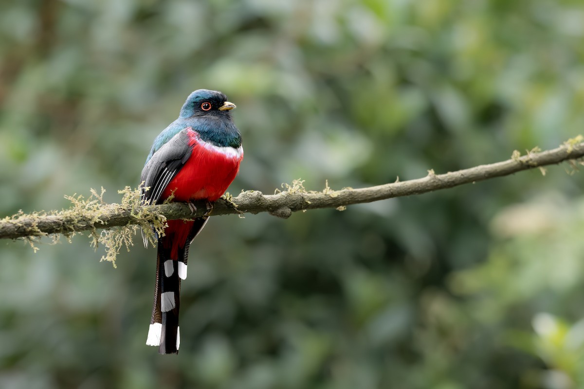 Masked Trogon - ML642448951