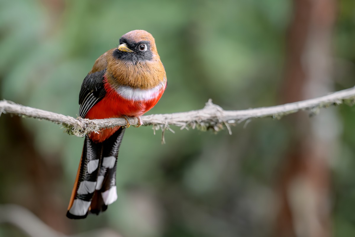 Masked Trogon - ML642448952