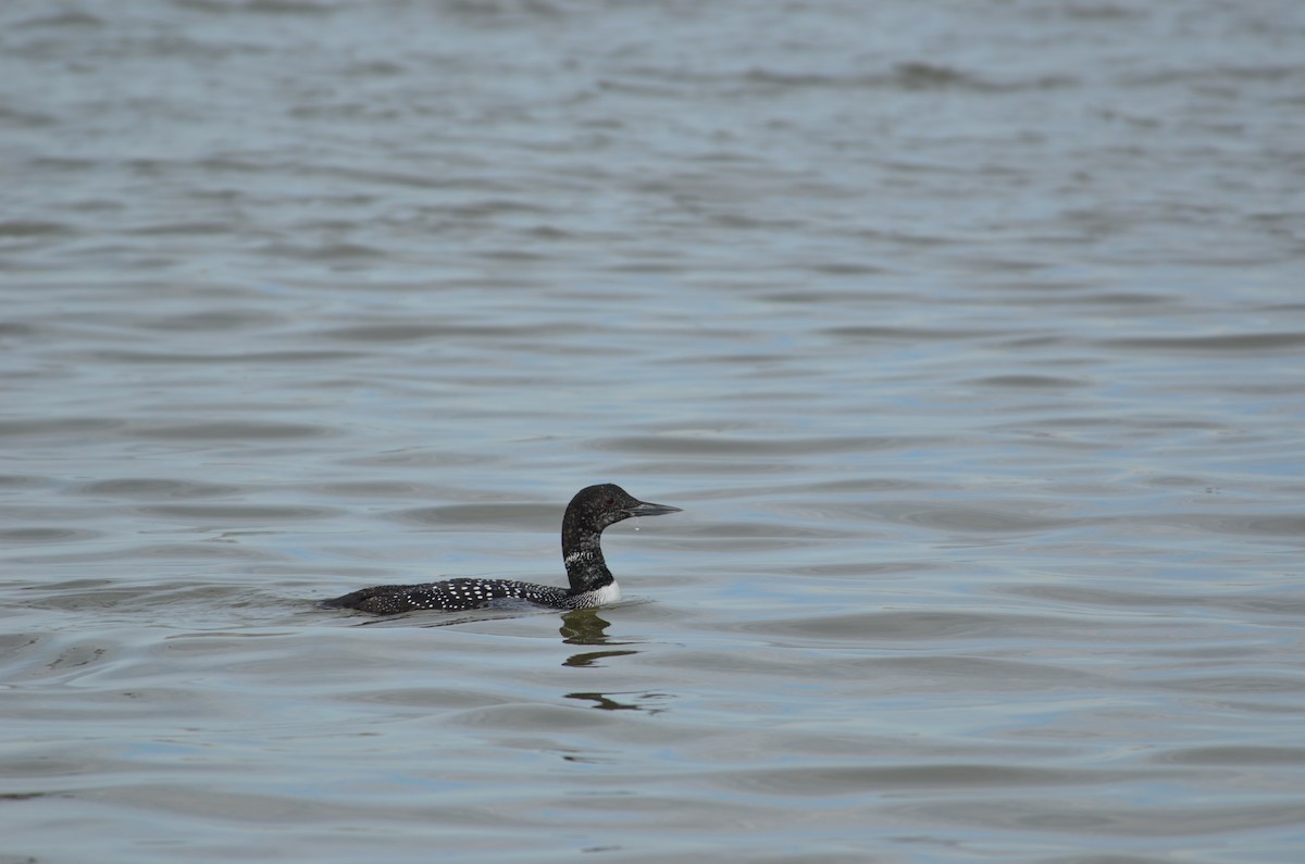 Common Loon - ML642448960