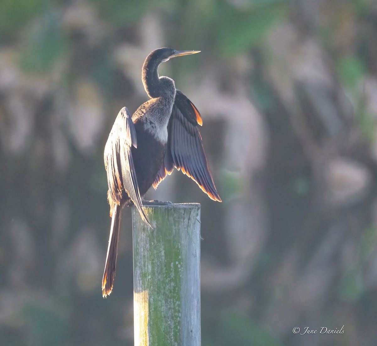Anhinga - ML642448962