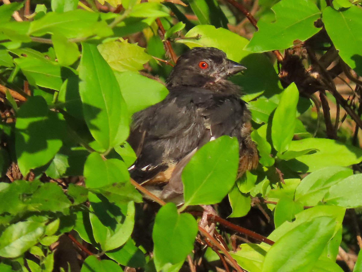 Eastern Towhee - ML642448964