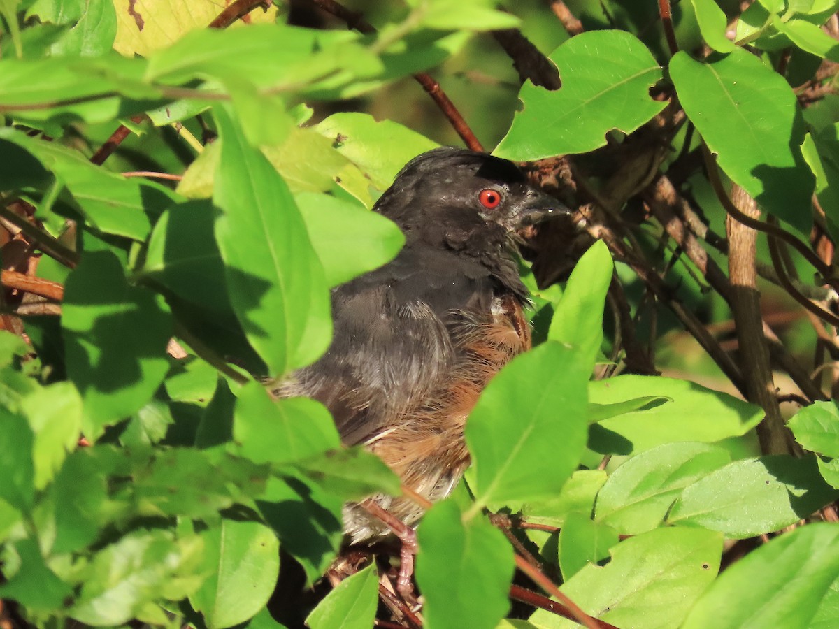 Eastern Towhee - ML642448965