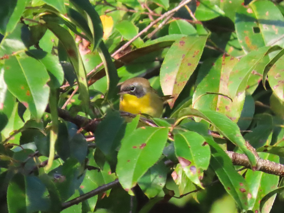 Common Yellowthroat - ML642448970