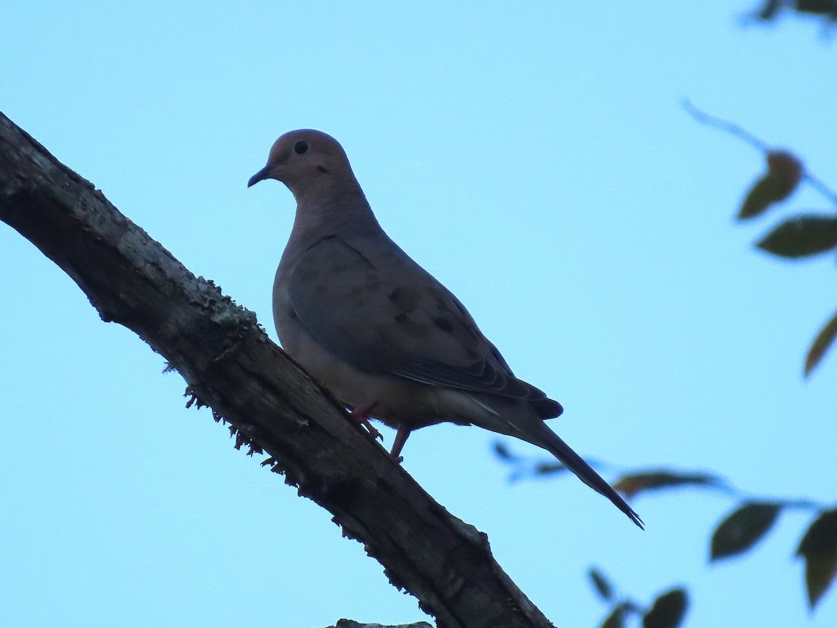 Mourning Dove - ML642448980