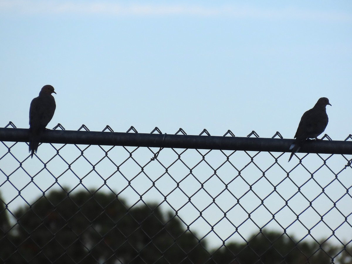 Mourning Dove - ML642448981