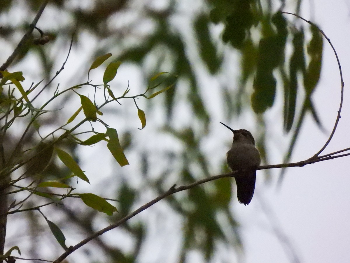 hummingbird sp. - ML642449036