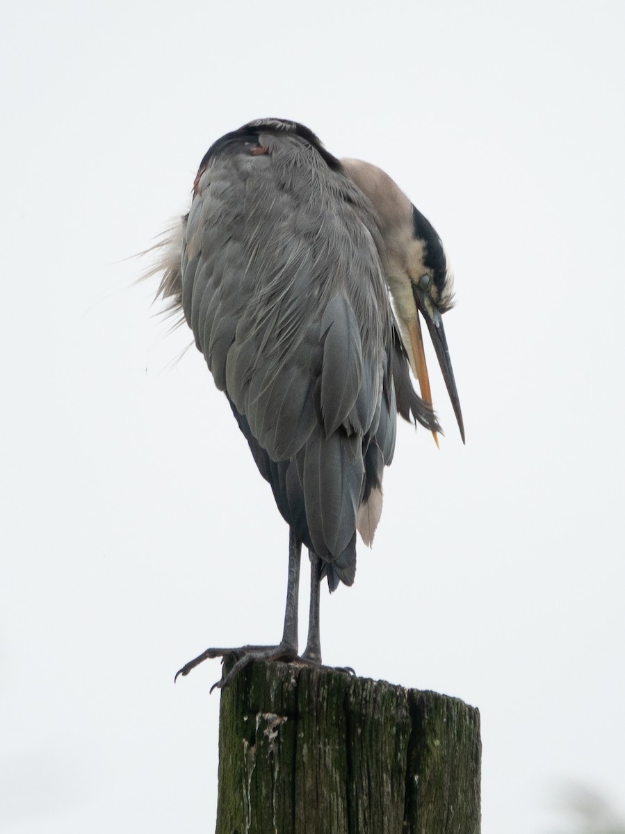 Great Blue Heron - ML642449038