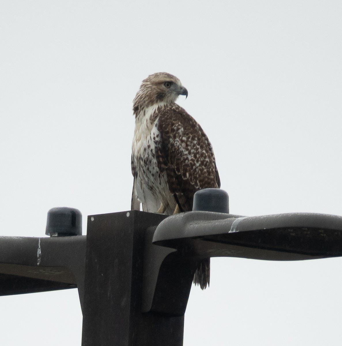 Red-tailed Hawk - ML642449045
