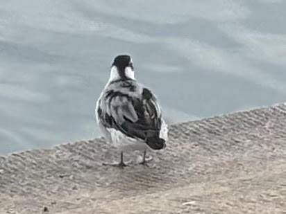 Red Phalarope - ML642449046